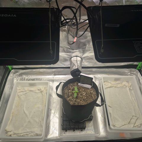 Carmella growlog timeline photo