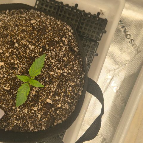 Carmella growlog timeline photo
