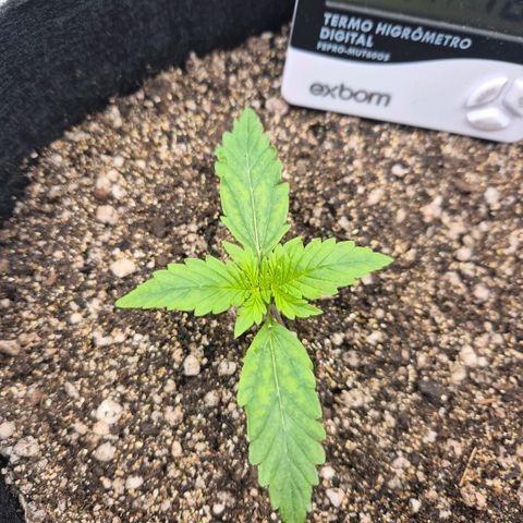 Carmella growlog timeline photo