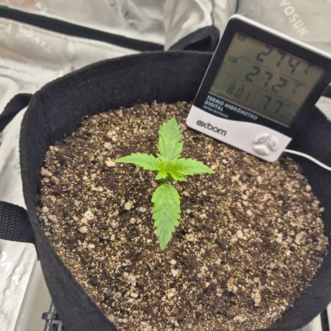 Carmella growlog timeline photo