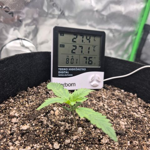 Carmella growlog timeline photo