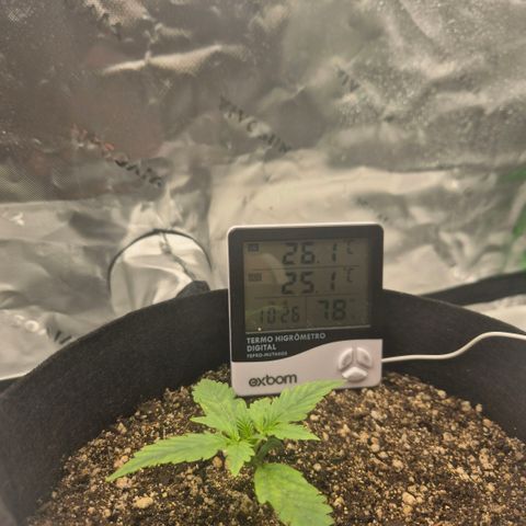 Carmella growlog timeline photo
