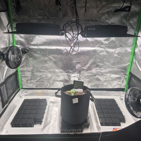 Carmella growlog timeline photo