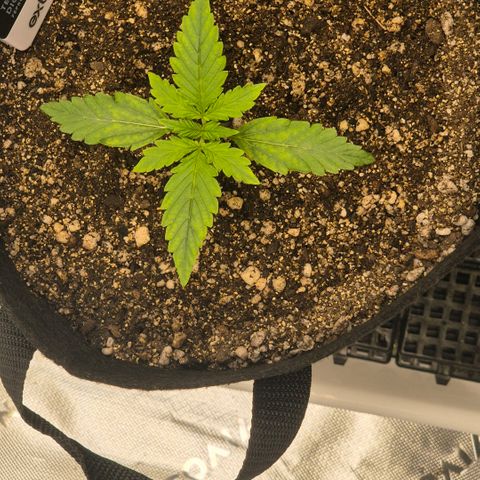 Carmella growlog timeline photo