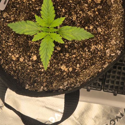 Carmella growlog timeline photo