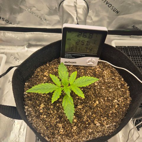 Carmella growlog photo: Carmella is thriving 💚