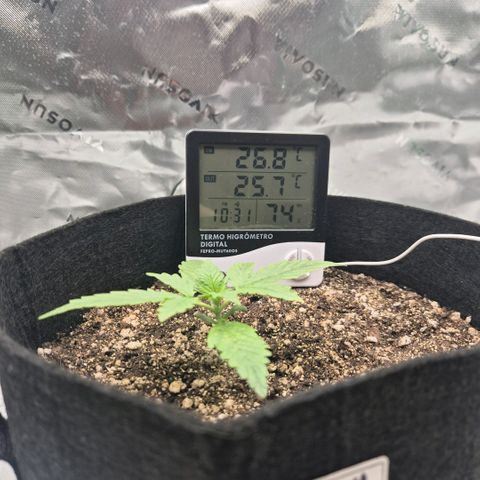 Carmella growlog photo: Carmella is thriving 💚