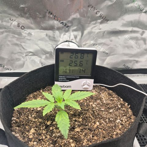 Carmella growlog photo: Carmella is thriving 💚