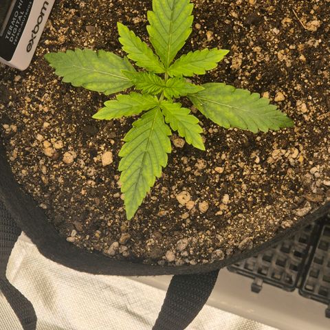 Carmella growlog photo: Carmella is thriving 💚