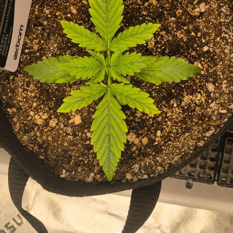 Carmella growlog timeline photo