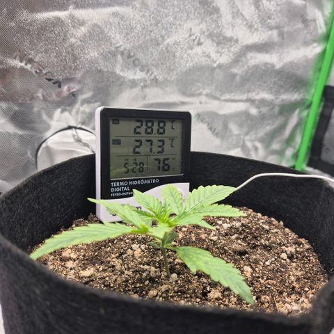 Carmella growlog timeline photo