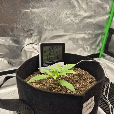 Carmella growlog timeline photo