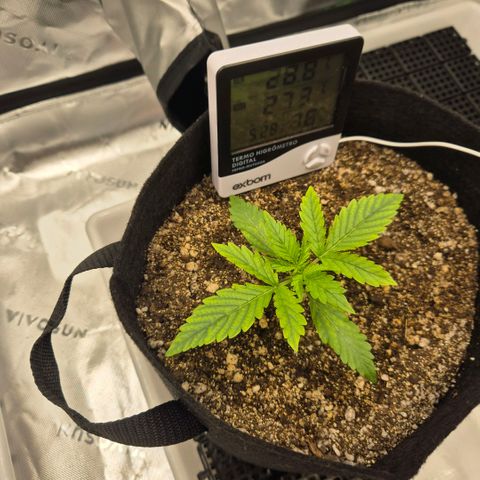 Carmella growlog timeline photo