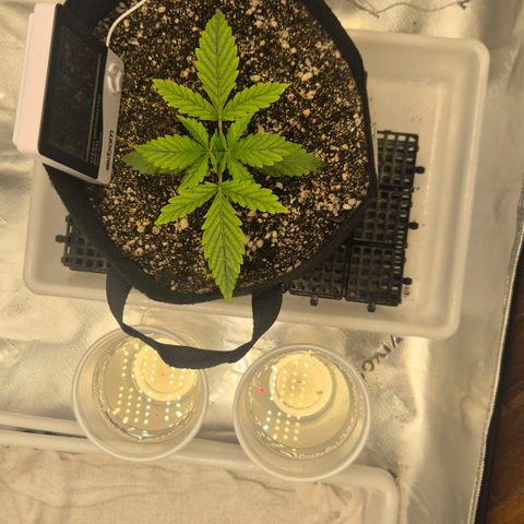 Carmella growlog timeline photo