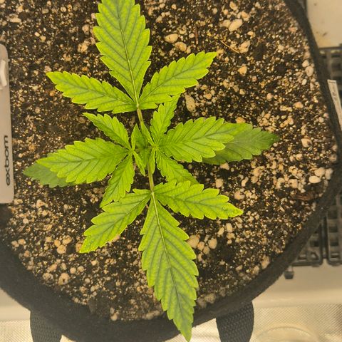 Carmella growlog timeline photo