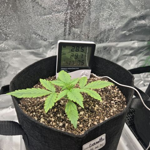 Carmella growlog timeline photo
