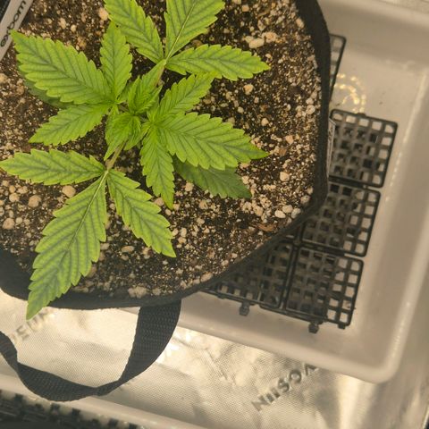 Carmella growlog timeline photo