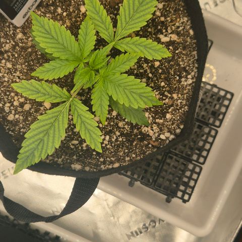 Carmella growlog timeline photo
