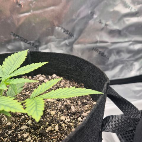 Carmella growlog photo: Growing fast 💚