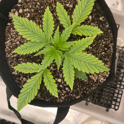 Carmella growlog photo: Growing fast 💚