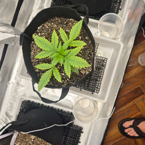 Carmella growlog photo: Growing fast 💚