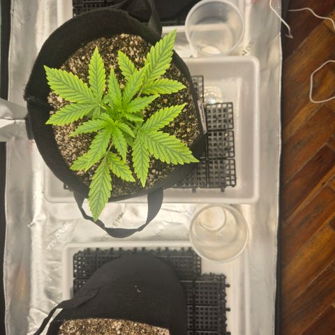 Carmella growlog timeline photo