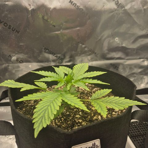 Carmella growlog timeline photo