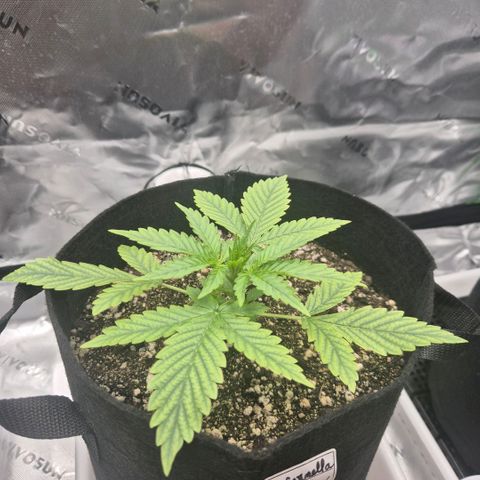 Carmella growlog timeline photo