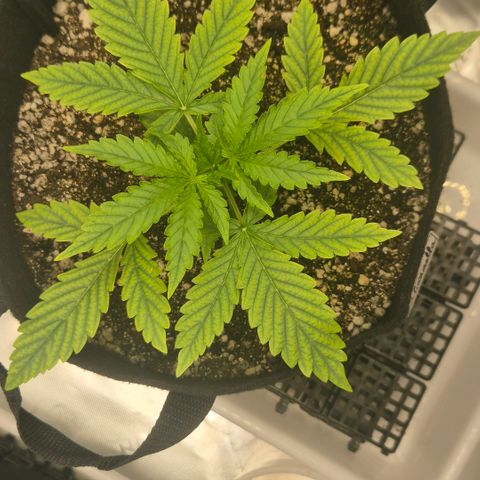 Carmella growlog timeline photo