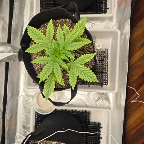 Carmella growlog timeline photo