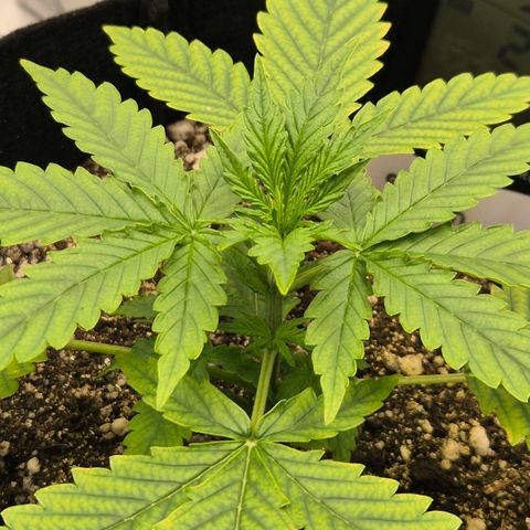 Carmella growlog timeline photo