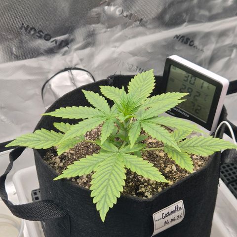 Carmella growlog timeline photo