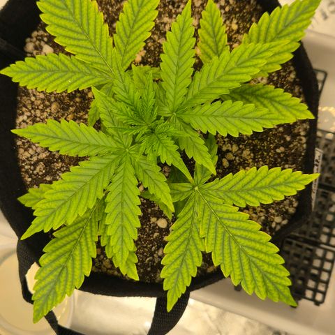 Carmella growlog timeline photo