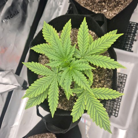 Carmella growlog timeline photo