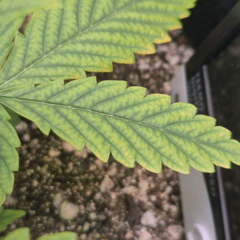 Carmella growlog timeline photo