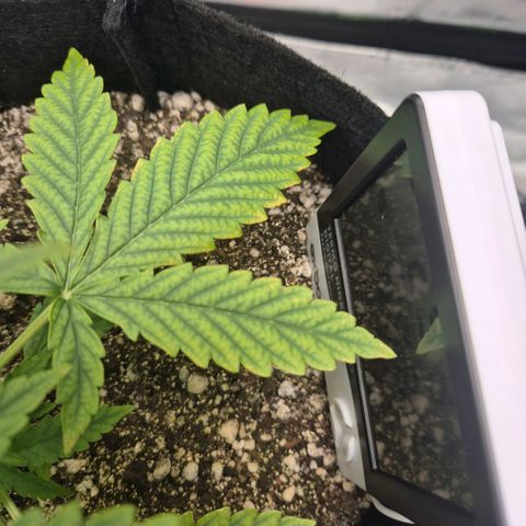 Carmella growlog timeline photo