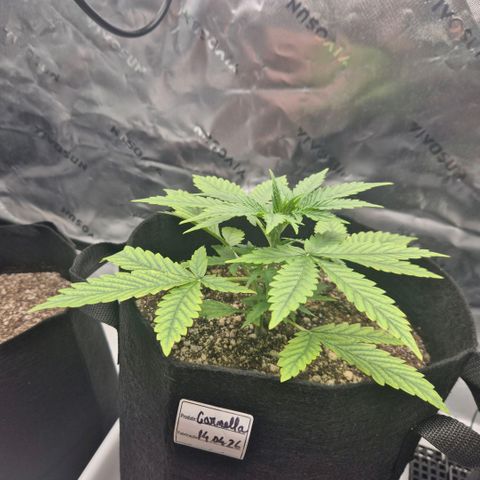 Carmella growlog timeline photo