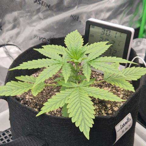 Carmella growlog timeline photo