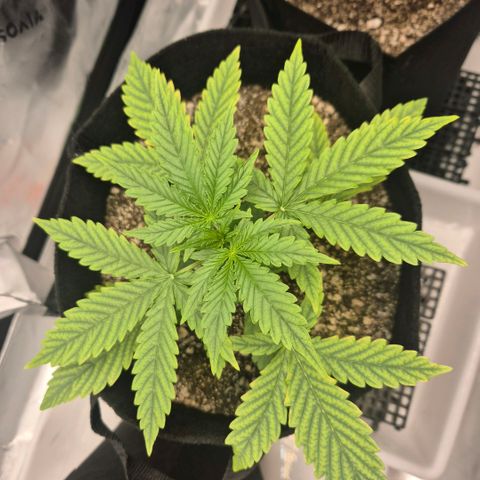 Carmella growlog timeline photo