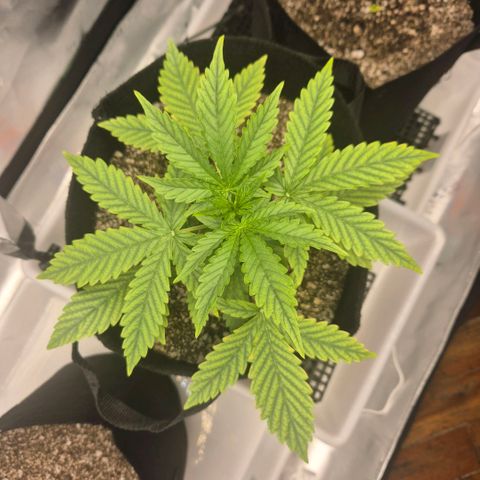 Carmella growlog timeline photo