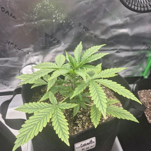 Carmella growlog timeline photo
