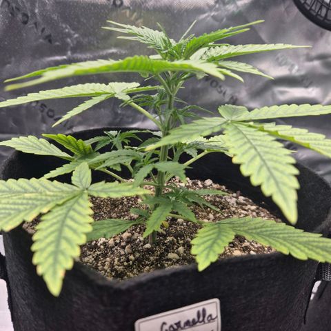 Carmella growlog timeline photo