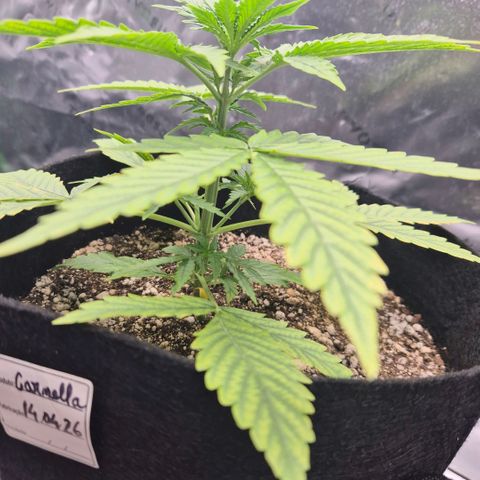 Carmella growlog timeline photo