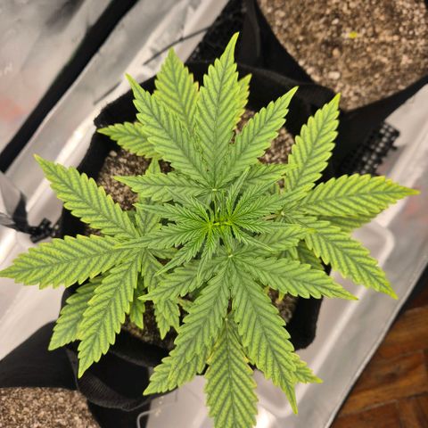 Carmella growlog timeline photo