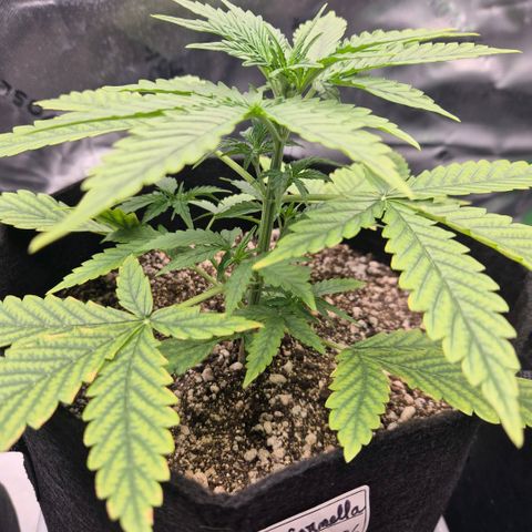Carmella growlog timeline photo