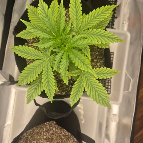 Carmella growlog timeline photo