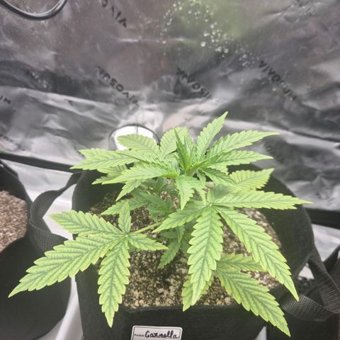 Carmella growlog timeline photo