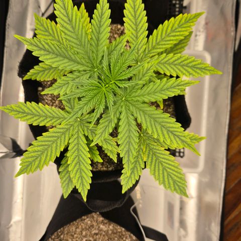 Carmella growlog timeline photo