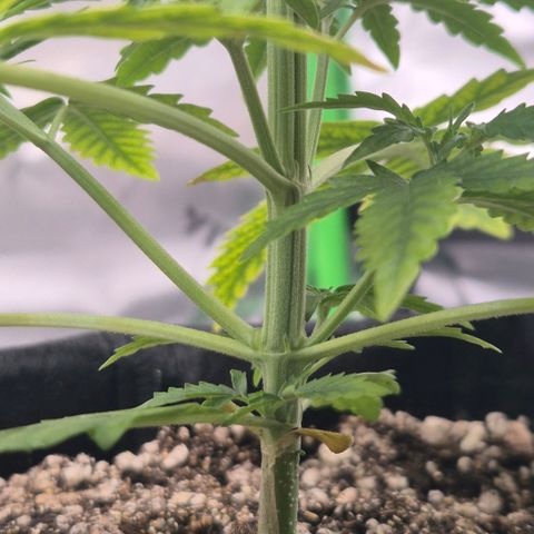 Carmella growlog timeline photo