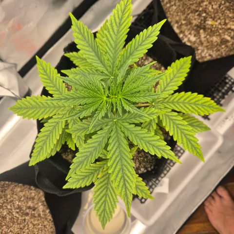 Carmella growlog timeline photo